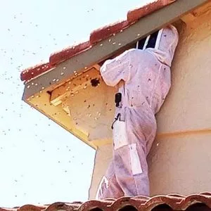 Bee Removal Service