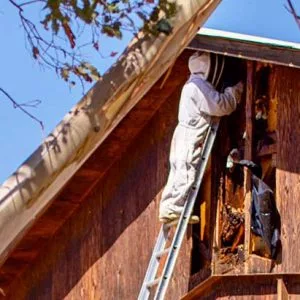 Beehive Extraction