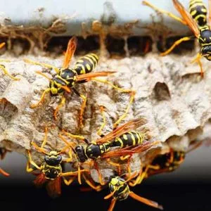 Wasp Removal Service