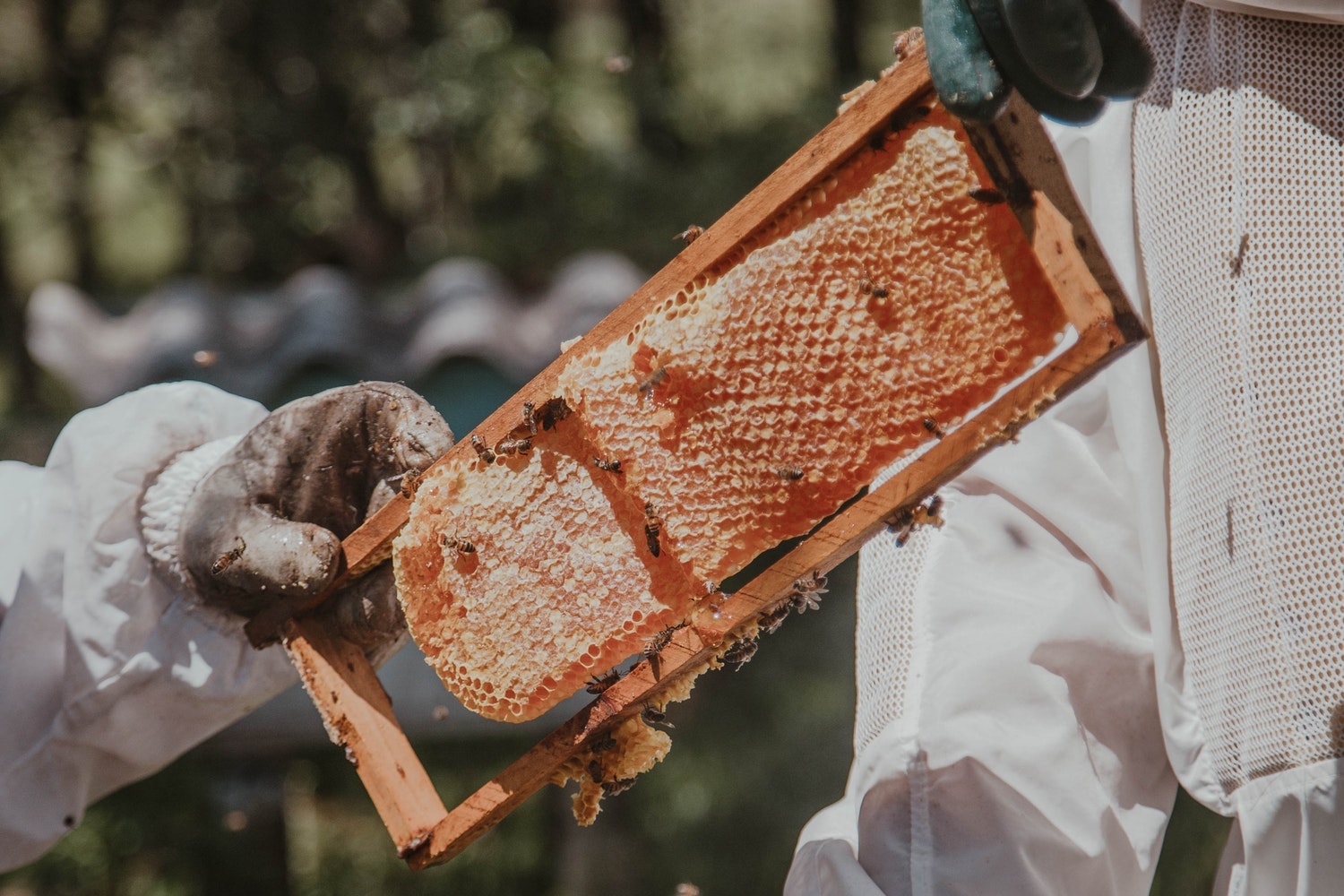 Removal of live honey bees in Temecula