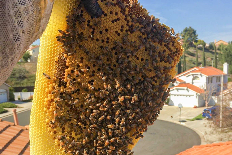 Murrieta Bee Removal Service