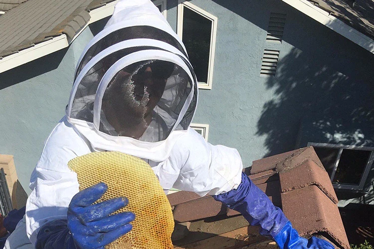 Honey Bee Removal