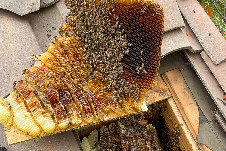Honey Comb Removal