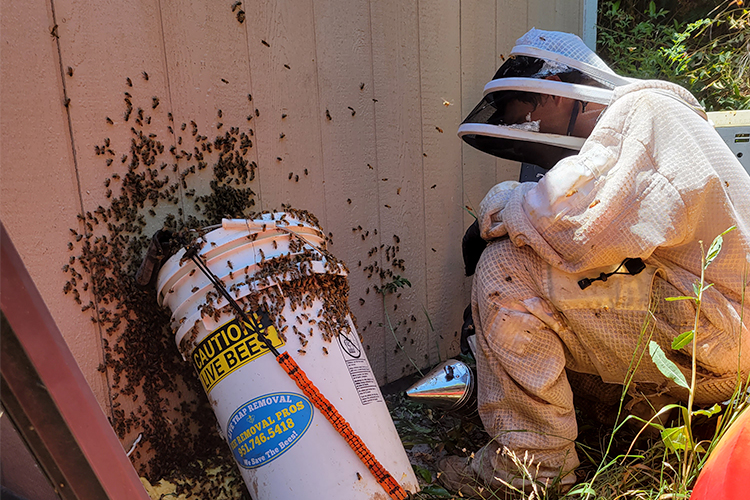 Bee Removal Landing 1
