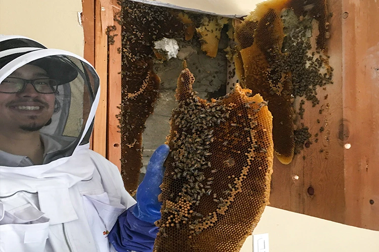 Bee Removal Landing