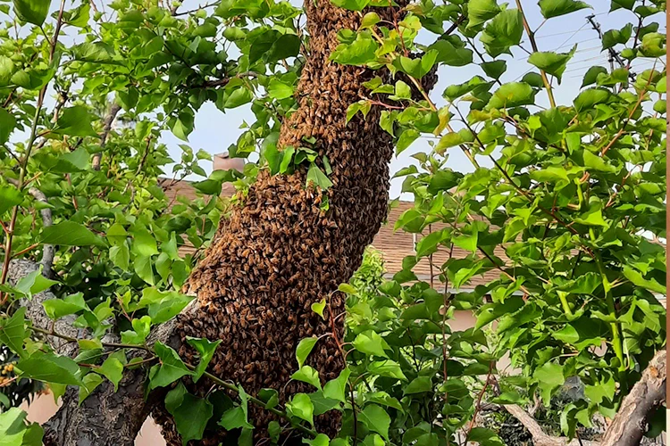 Bee Landing 3