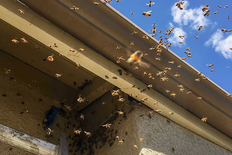 Bee Landing 4