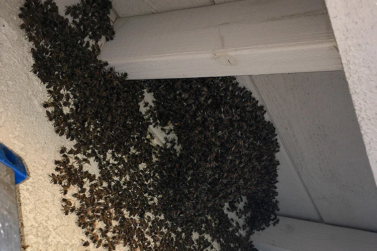 Professional Bee Removal