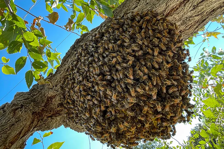 Bee Swarm