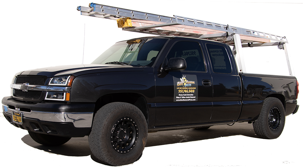 Bee Removal Service