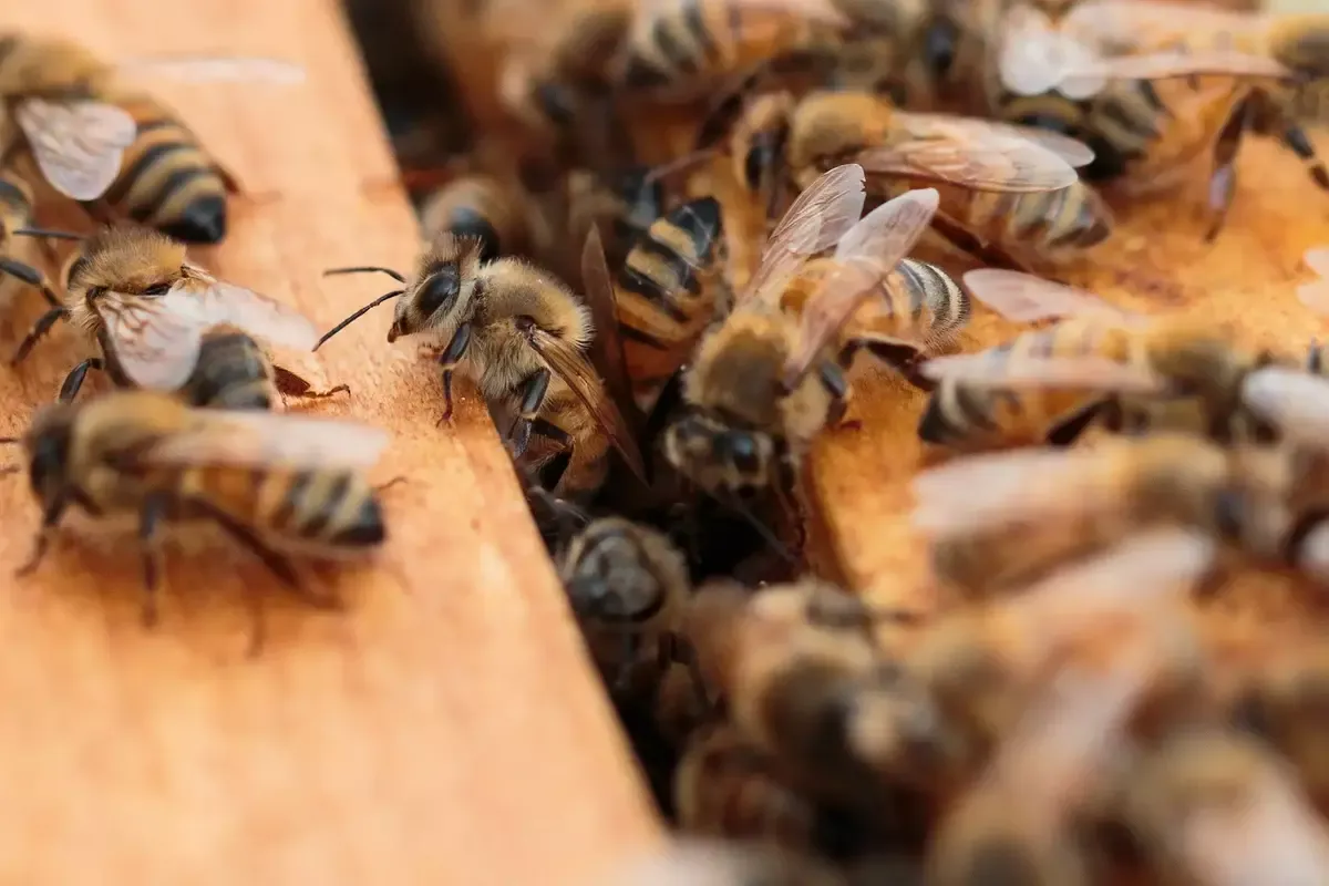Bee Removal Pros Menifee