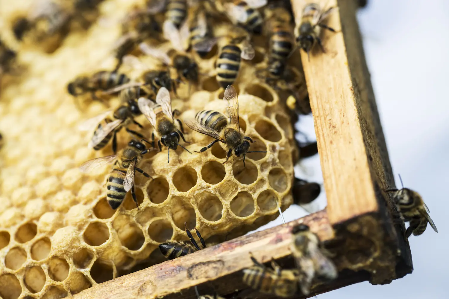 Beehive Removal in Canyon Lake