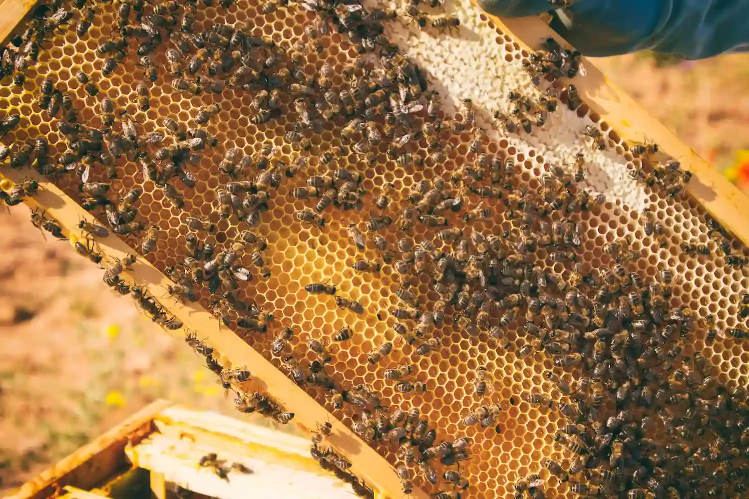 Bee Removal In La Cresta, CA