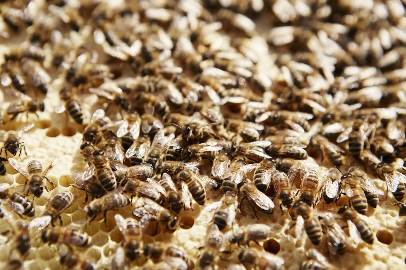 Locate Bee Hive in your Home