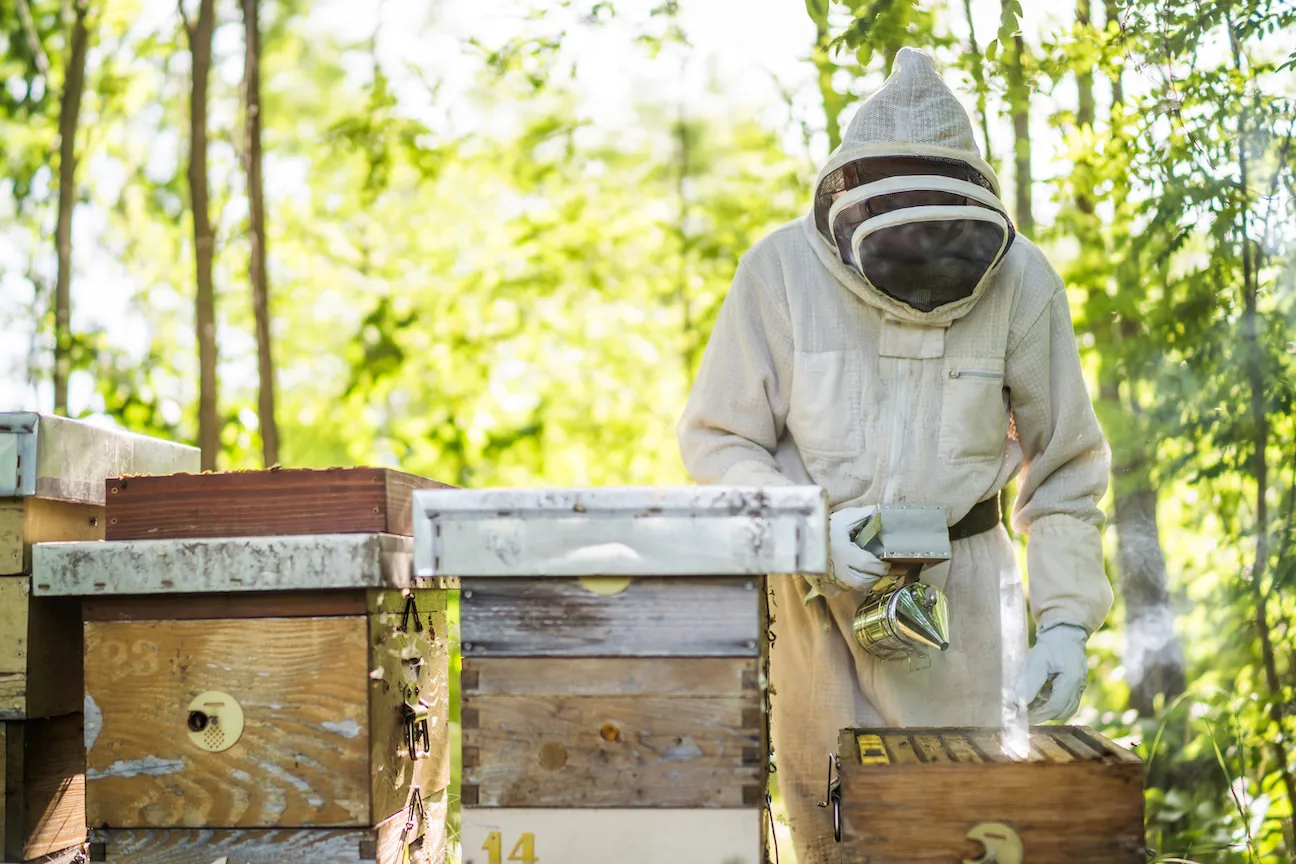 Bee Removal Gear