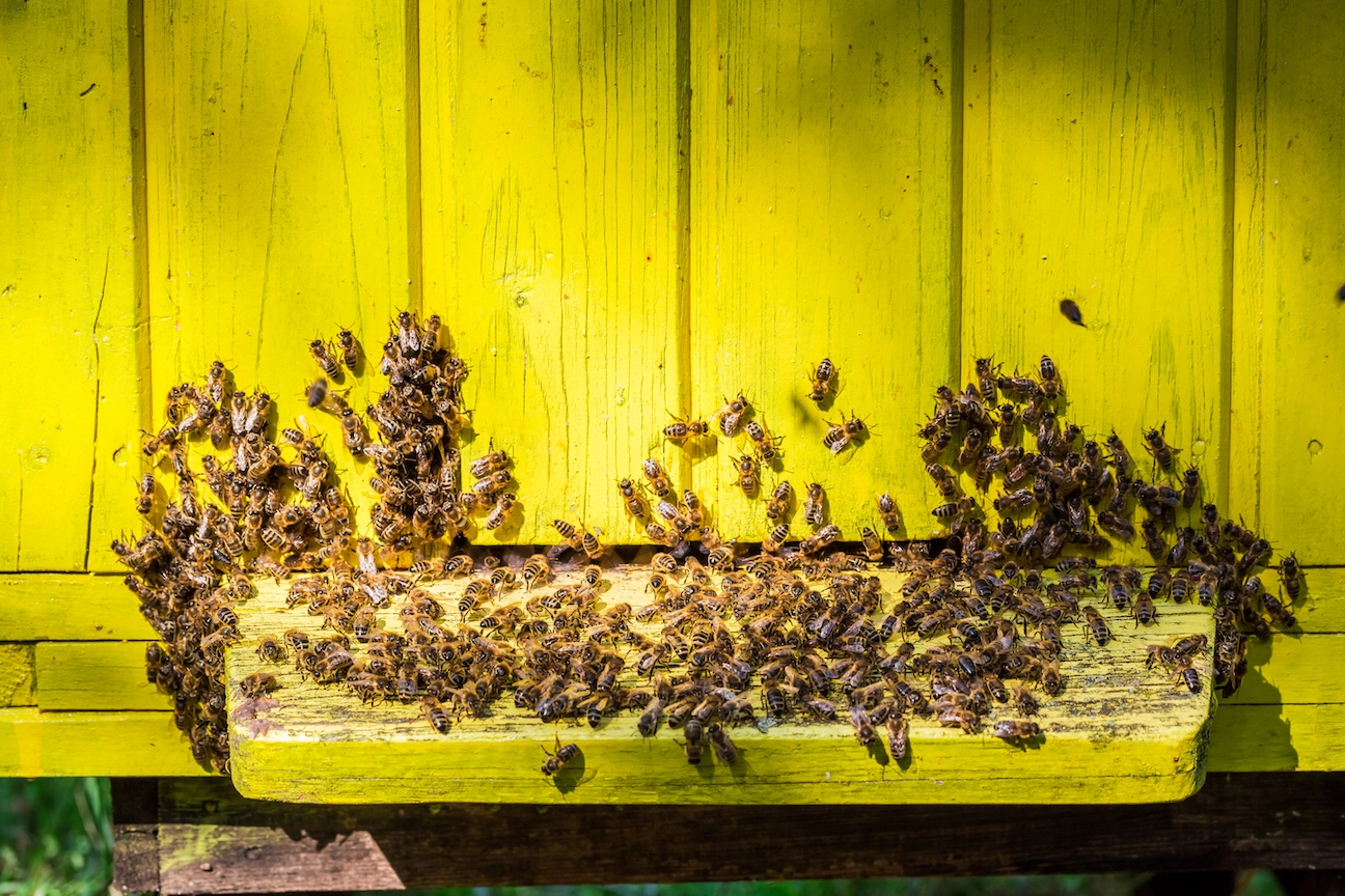 Bee Swarm Removal Services