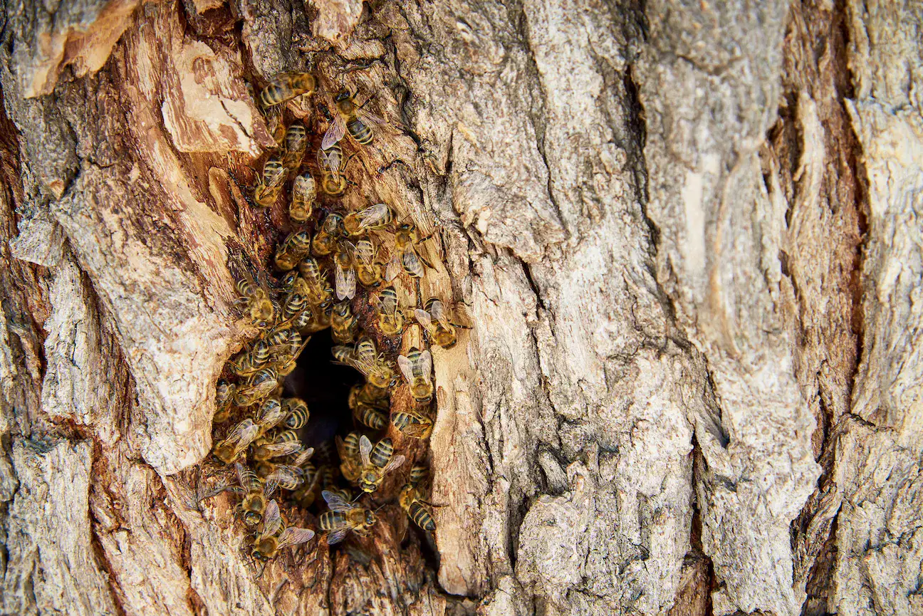 Removing Swarm Near Residents Property