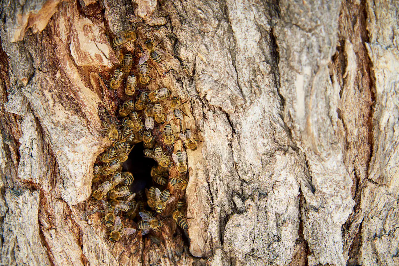 Bee Swarm Near Home