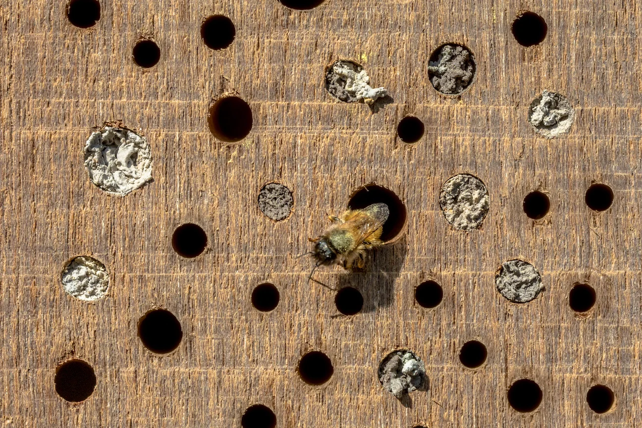  Bee tunnels inside home