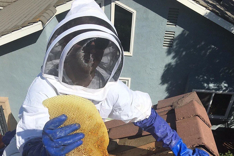 Bee Safety Removal Procedures