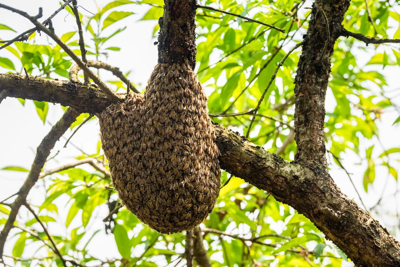 Beehive Extractions