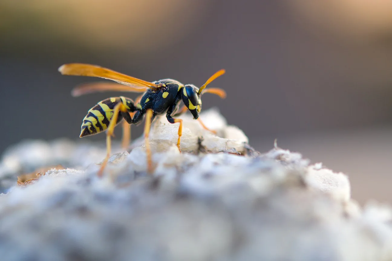 Wasp Removal