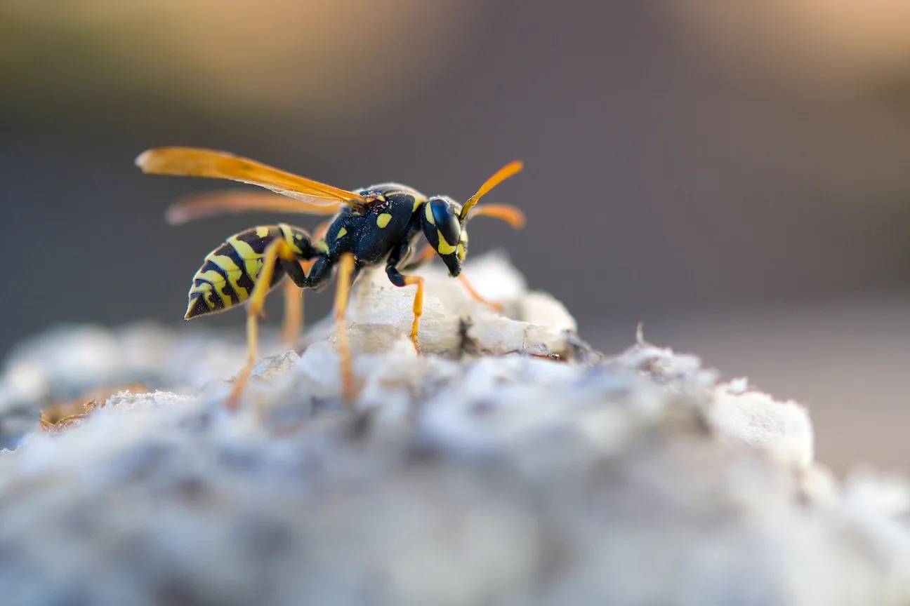 Wasp and Yellow Jacket Removal Services