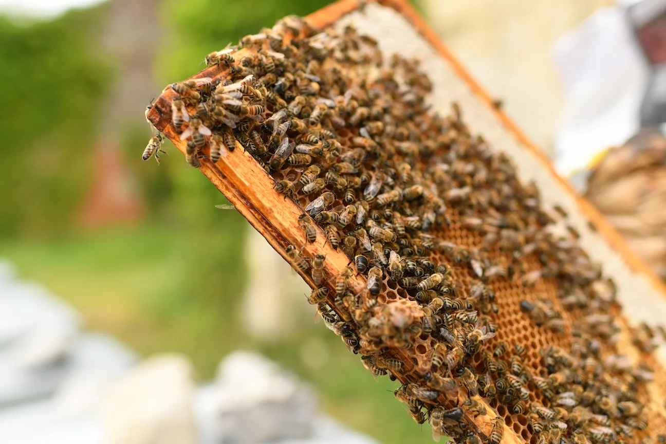 Expert Bee Hive Extraction Company