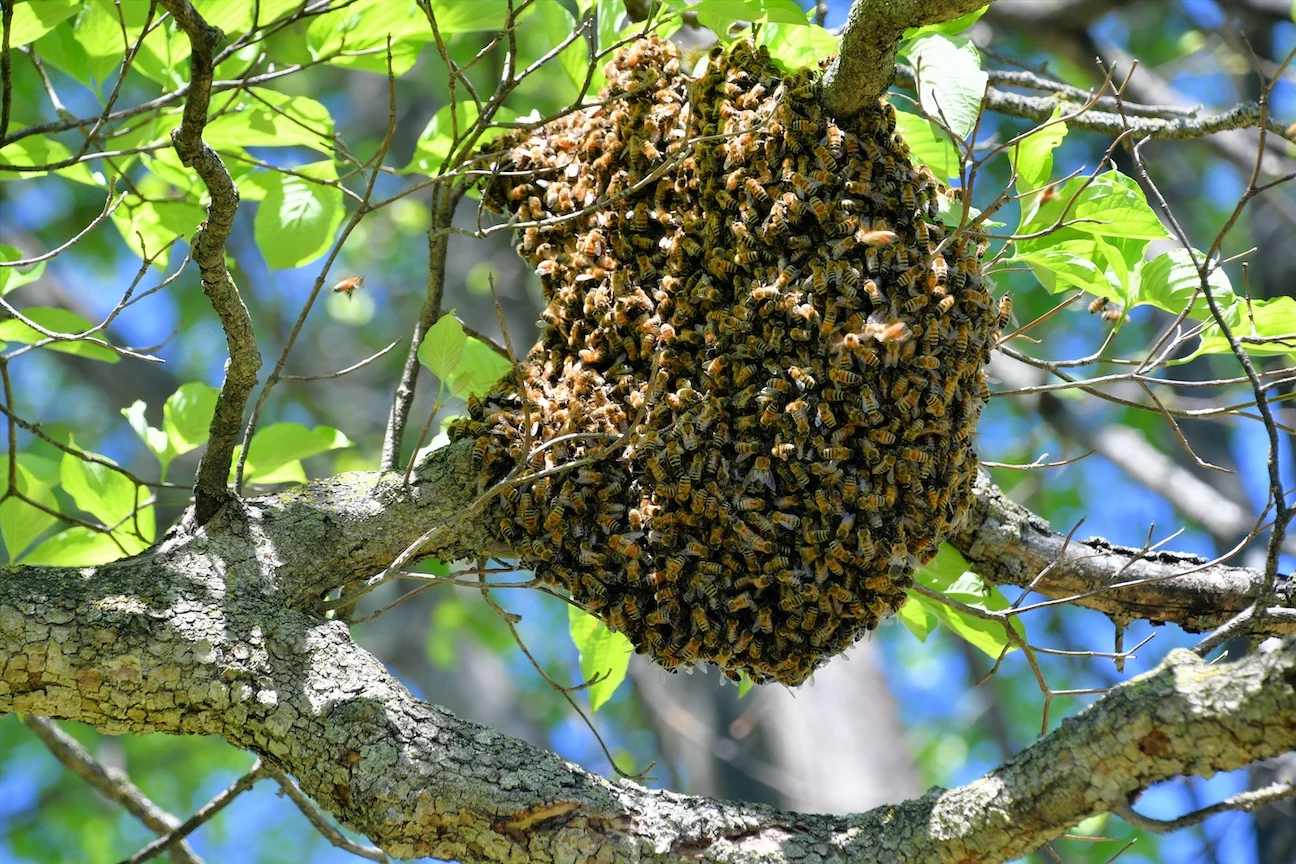Bee Swarm Or Hive Removal Company