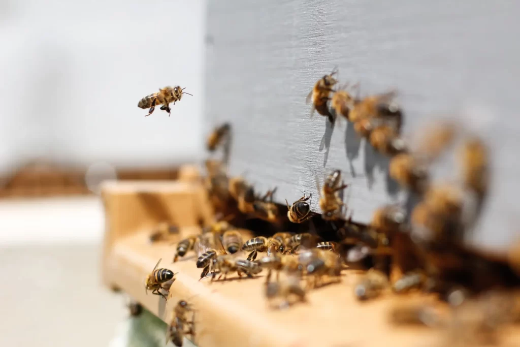 Bee Removal in Lake Elsinore