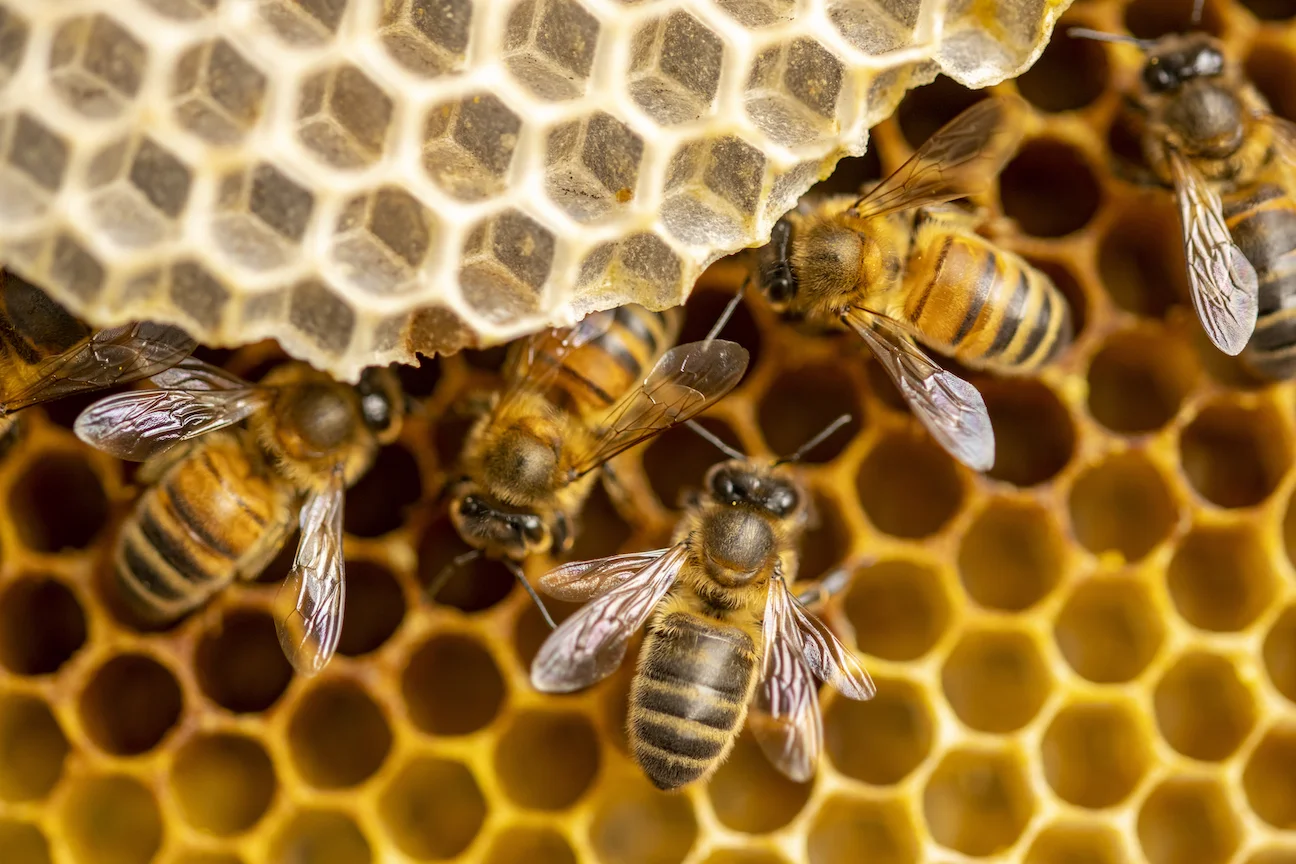 Bee Hive Removal Services