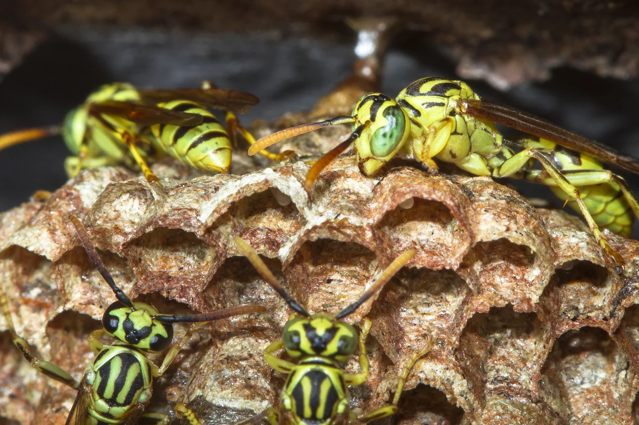 Wasp Species, Solitary vs. Social