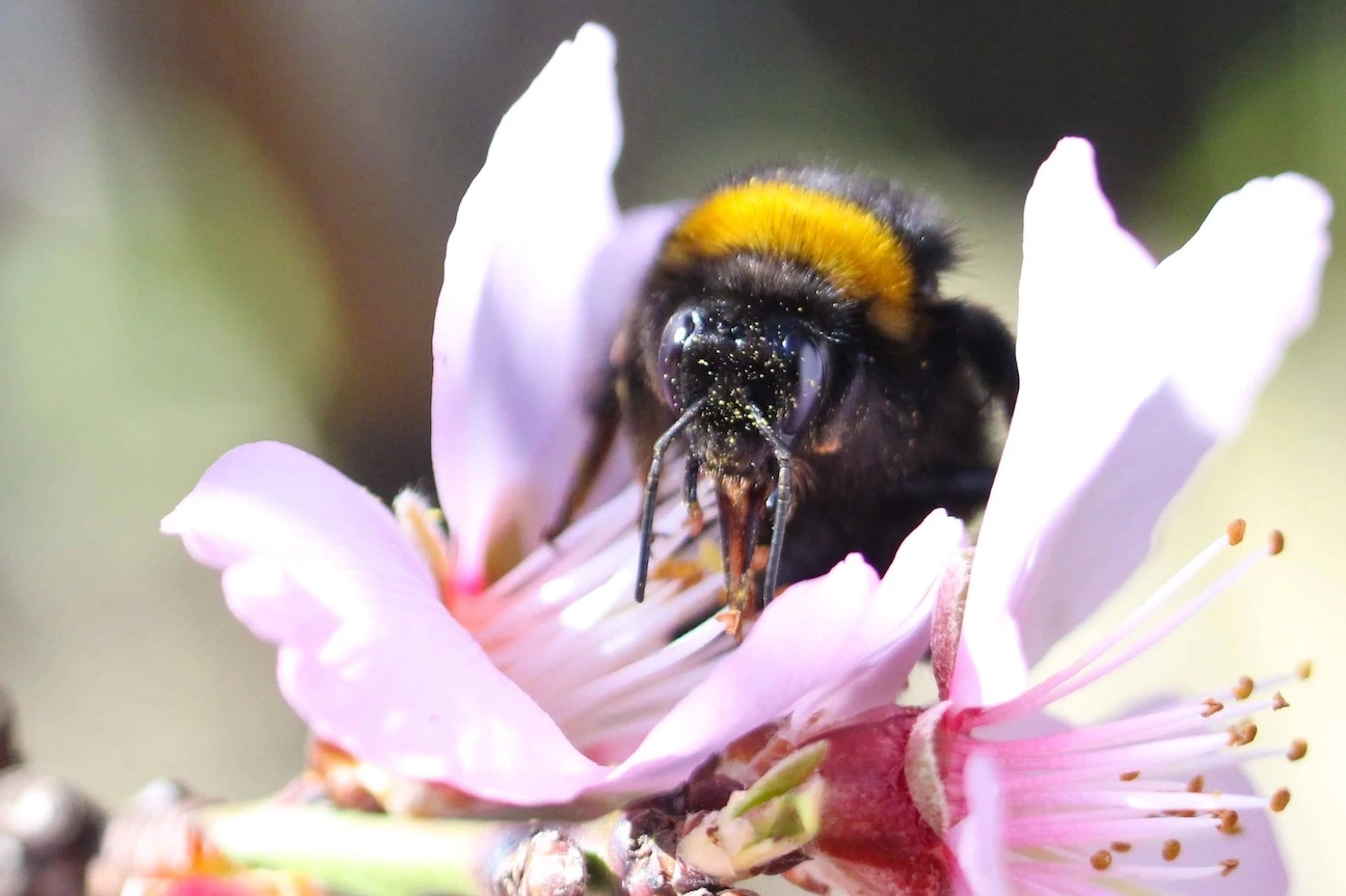 Bee Removal in Bonsall CA