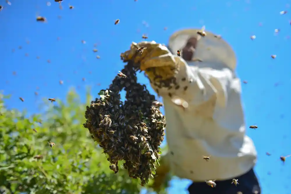diy or professional bee removal service