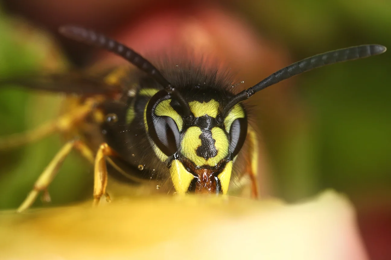 best fallbrook wasp removal