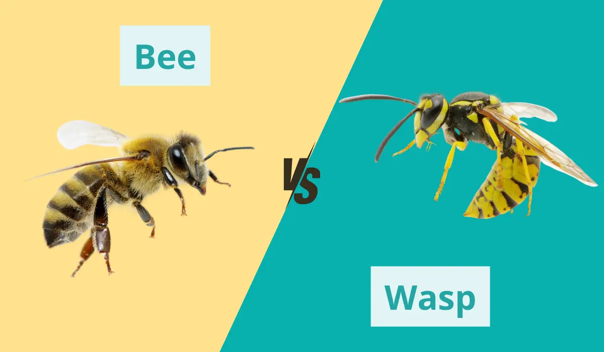 difference between bee and wasp