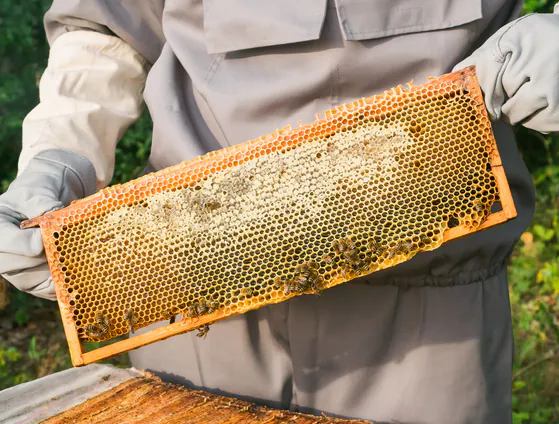 Suited beekeeper lifting a honeycomb frame from a hive