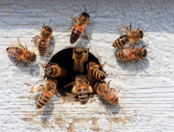 Honey bees entering a round hole in white painted wood