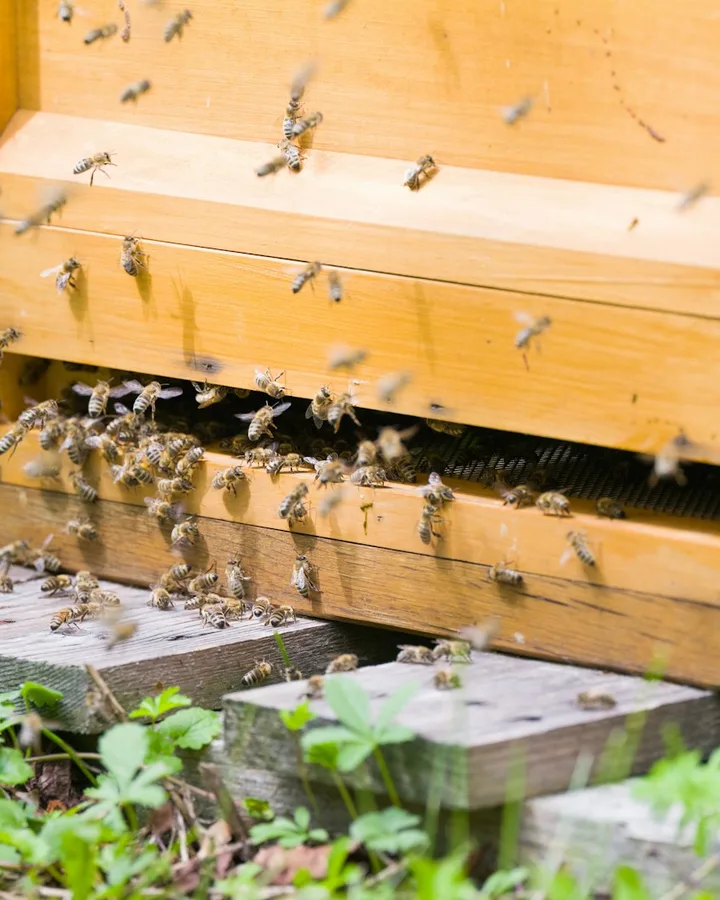 Honey bees crowding the entrance gap of a wooden structure