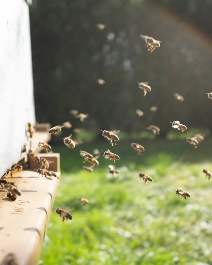 Honey bees flying around a hive box entrance above green grass