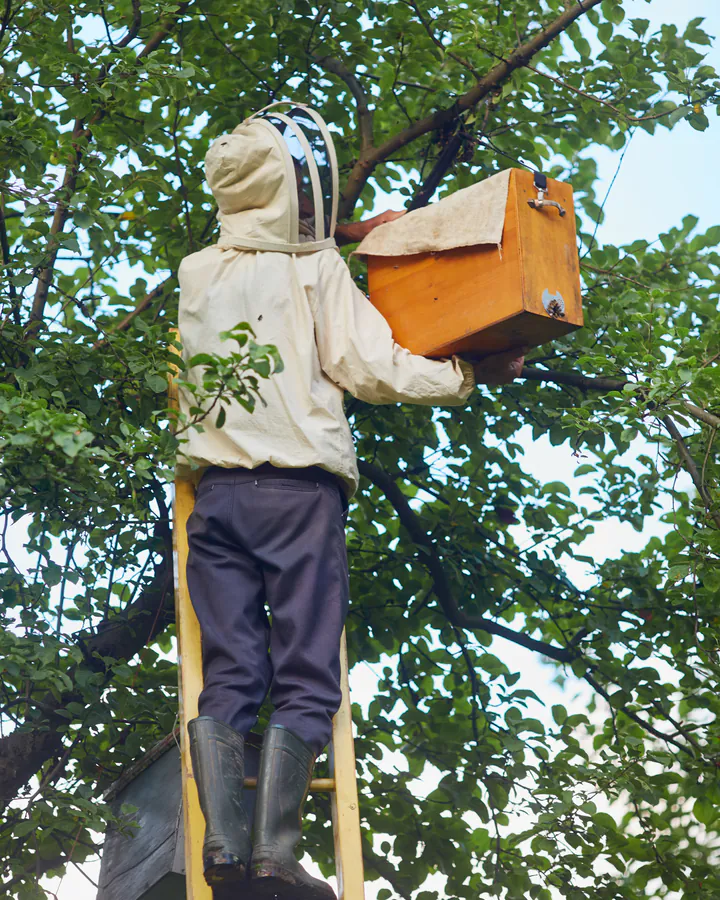 Beekeeper on a ladder moving a bee colony from a tree into a wooden box