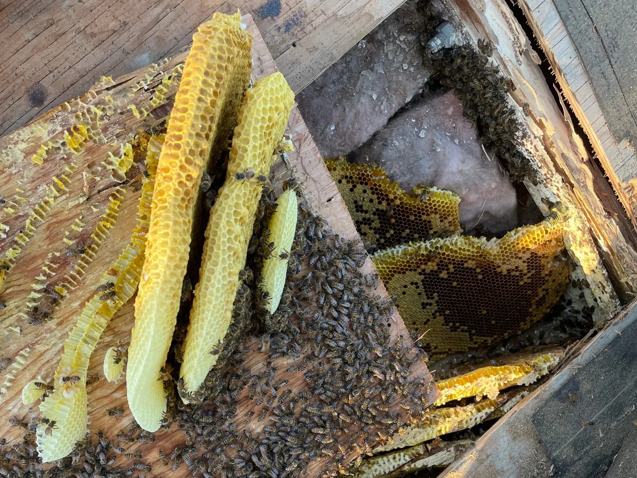 Honey bee comb being cut out of an opened wall cavity