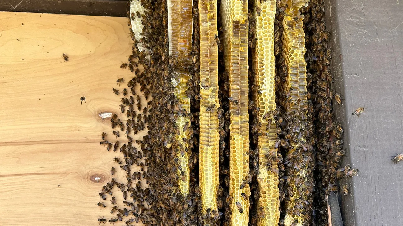 Rows of honey bee comb with bees on exposed wood