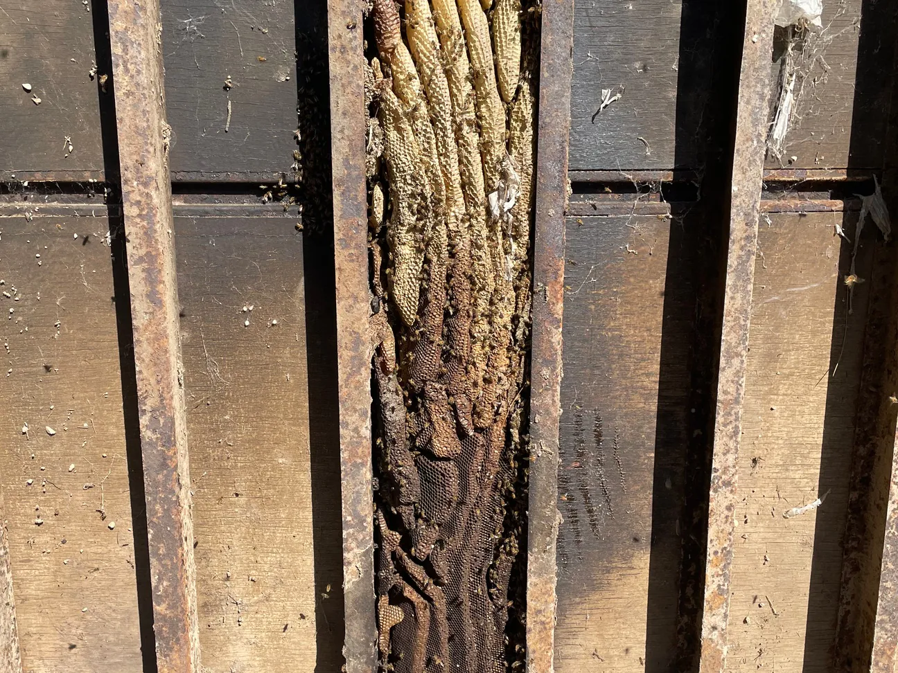 Honey bee comb hanging between wall studs after the wall was opened