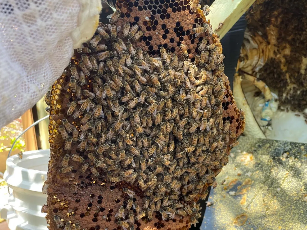 Honey bees covering a piece of honeycomb