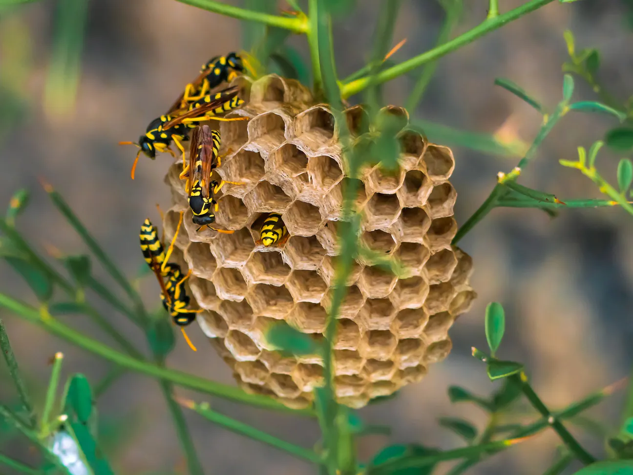 Wasps on an open paper nest among green stems