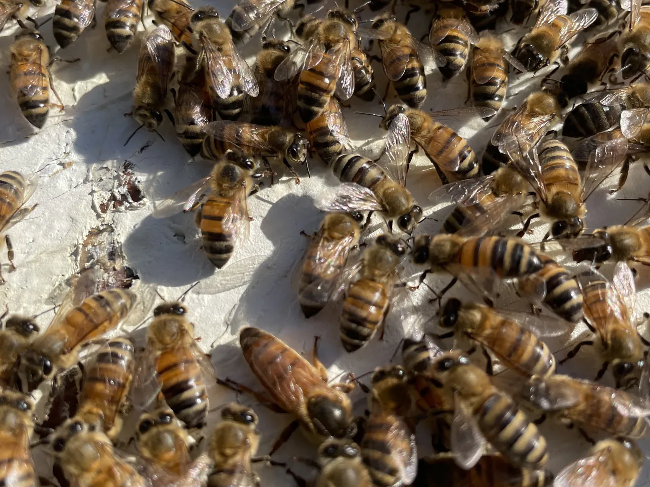 Honey bees clustered together on a white surface
