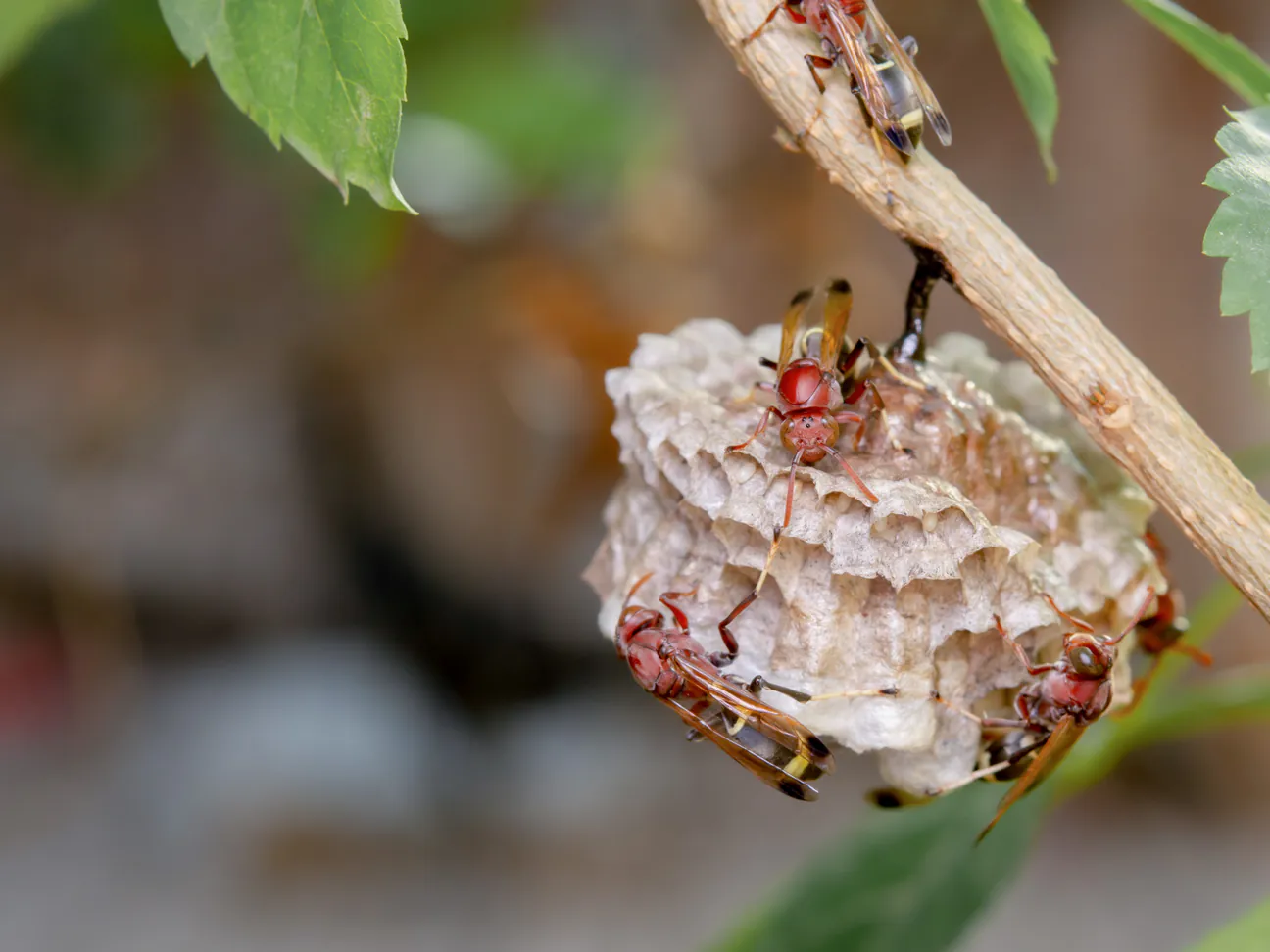 Wasps on a paper nest attached to a branch
