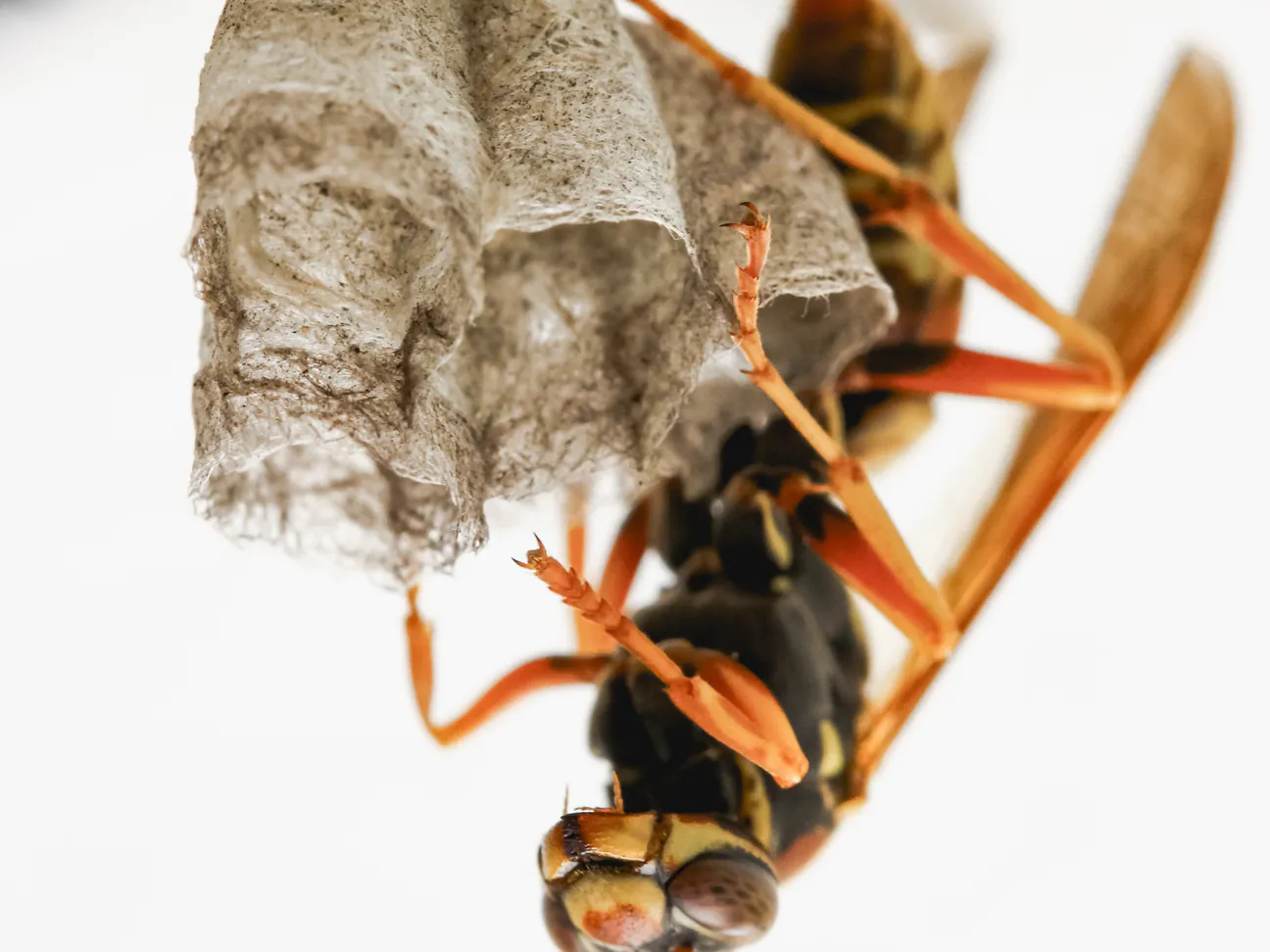 A paper wasp building a small nest